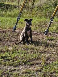 Found/Stray Unknown Dog last seen Canady St. Leading out onto Gillespi, Hope Mills, NC 28348