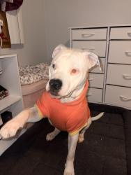 Reunited Female Dog last seen Laramie ave, Chicago, IL 60638