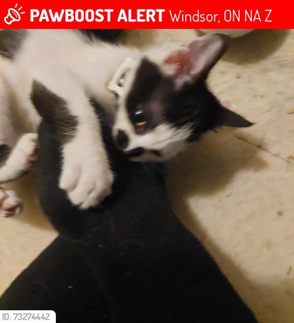 Lost Male Cat last seen Elliott, goyeau windsor ontario, Windsor, ON N9A 5Z7