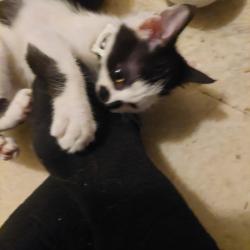 Lost Male Cat last seen Elliott, goyeau windsor ontario, Windsor, ON N9A 5Z7