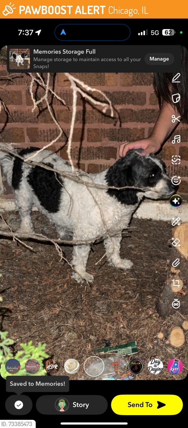 Found/Stray Unknown Dog last seen 52nd & Cifornia, Chicago, IL 60632