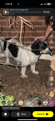 Found/Stray Unknown Dog last seen 52nd & Cifornia, Chicago, IL 60632