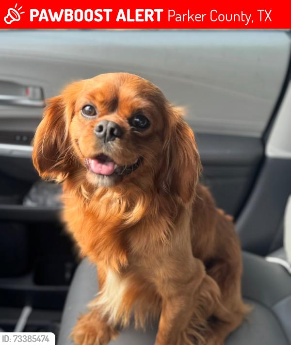 Lost Male Dog last seen Midway riad, Parker County, TX 76020