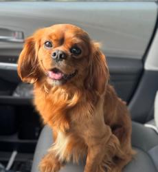 Lost Male Dog last seen Midway riad, Parker County, TX 76020