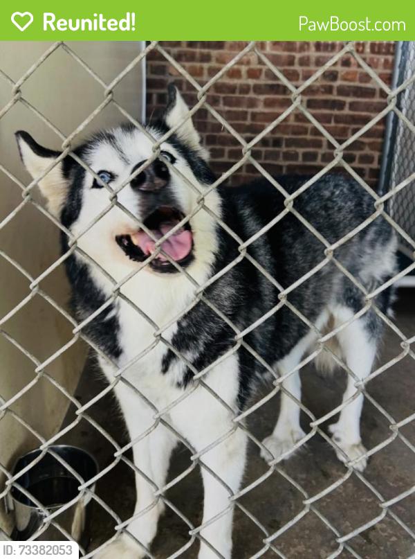 Reunited Male Dog last seen Scales Plaza Clifton, Clifton, NJ 07013