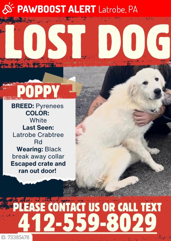 Lost Female Dog last seen Crabtree Fire Station, Latrobe, PA 15650