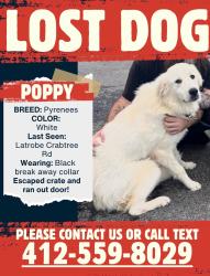 Lost Female Dog last seen Crabtree Fire Station, Latrobe, PA 15650