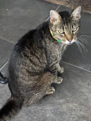 Found/Stray Unknown Cat last seen Frog Hollow and Holly Point West, Orange Park, FL 32073