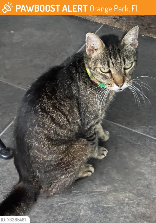 Found/Stray Unknown Cat last seen Frog Hollow and Holly Point West, Orange Park, FL 32073