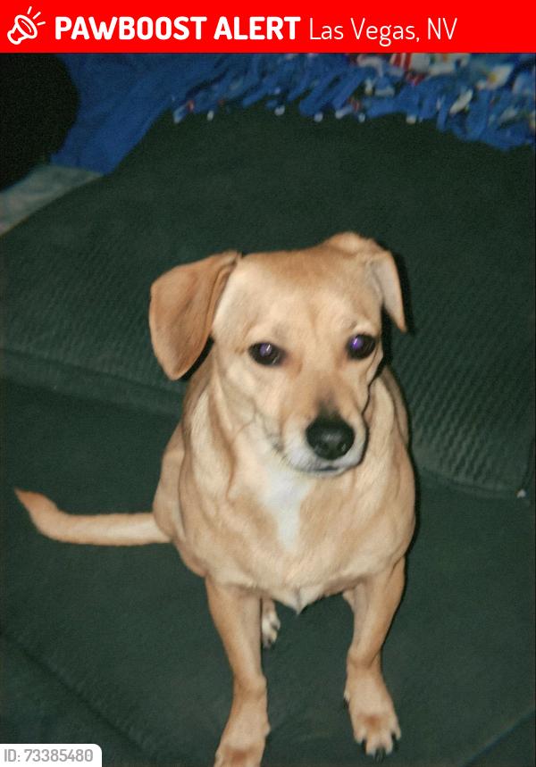 Lost Female Dog last seen Rock springs and Washington, Las Vegas, NV 89128