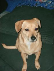 Lost Female Dog last seen Rock springs and Washington, Las Vegas, NV 89128