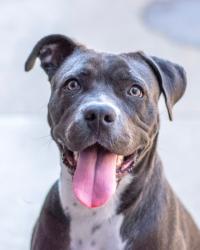 Shelter Stray Female Dog last seen Near Tulip Dr, 30032, GA, 3280 Chamblee Dunwoody Rd, Chamblee, GA 30341, USA