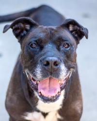 Shelter Stray Male Dog last seen Near Panthersville Road, Decatur, GA, 30034, 30034, GA, 3280 Chamblee Dunwoody Rd, Chamblee, GA 30341, USA