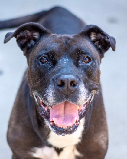Shelter Stray Male Dog last seen Near Panthersville Road, Decatur, GA, 30034, 30034, GA, 3280 Chamblee Dunwoody Rd, Chamblee, GA 30341, USA