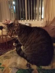 Lost Female Cat last seen Car park on Clacton Road, Elmstead Market, England 