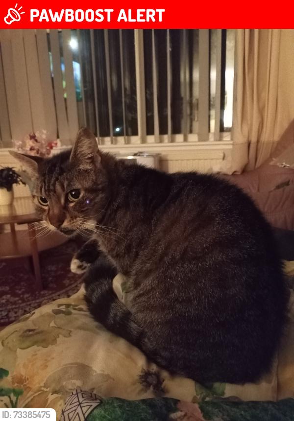 Lost Female Cat last seen Car park on Clacton Road, Elmstead Market, England 