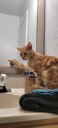 Lost Male Cat last seen Coles CT, Fort White, FL 32038