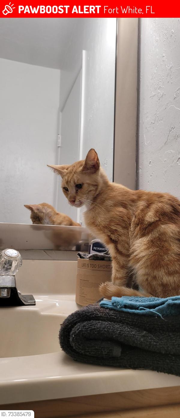 Lost Male Cat last seen Coles CT, Fort White, FL 32038