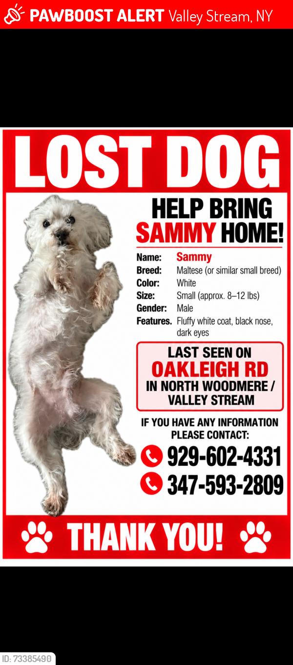 Lost Male Dog last seen Duston road, Valley Stream, NY 11581