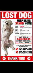 Lost Male Dog last seen Duston road, Valley Stream, NY 11581