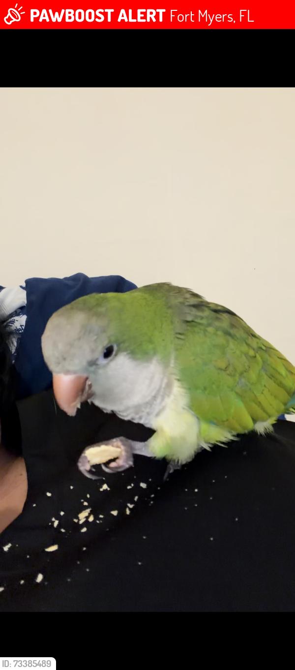 Lost Female Bird last seen Near Blount st, Fort Myers, FL 33916