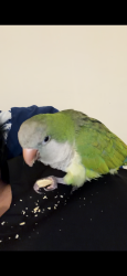 Lost Female Bird last seen Near Blount st, Fort Myers, FL 33916