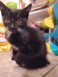 Found/Stray Unknown Cat last seen Near corner of Jackson and New Walkertown Rd, Winston-Salem, NC 27101