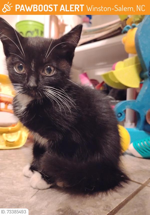 Found/Stray Unknown Cat last seen Near corner of Jackson and New Walkertown Rd, Winston-Salem, NC 27101