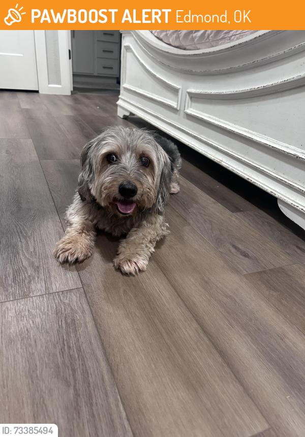 Found/Stray Male Dog last seen Danforth n Coltrane, Edmond, OK 73034