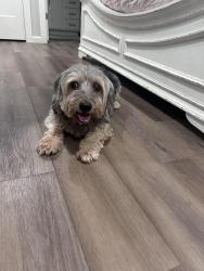 Found/Stray Male Dog last seen Danforth n Coltrane, Edmond, OK 73034