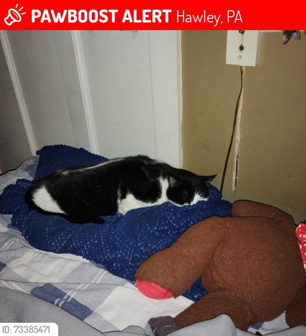 Lost Male Cat last seen Greshams Lake View Motel, Hawley, PA 18428