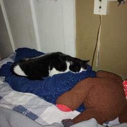 Lost Male Cat last seen Greshams Lake View Motel, Hawley, PA 18428