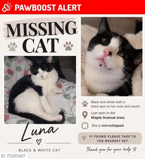 Lost Female Cat last seen Maple avenue, Shropshire, England SY11 2SE