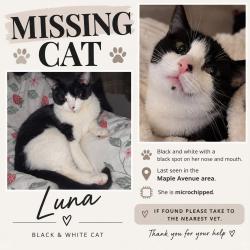 Lost Female Cat last seen Maple avenue, Shropshire, England SY11 2SE