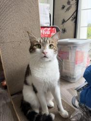 Reunited Male Cat last seen liberia ave, Manassas, VA 20110