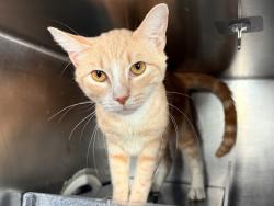 Shelter Stray Male Cat last seen E 149 Street, BRONX, NY, 10455, 326 E 110th St, New York, NY 10029, USA