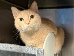 Shelter Stray Female Cat last seen NEW YORK, NY, 10029, 326 E 110th St, New York, NY 10029, USA