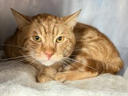 Shelter Stray Male Cat last seen Ryre Avenure Avenue, BRONX, NY, 10457, 326 E 110th St, New York, NY 10029, USA