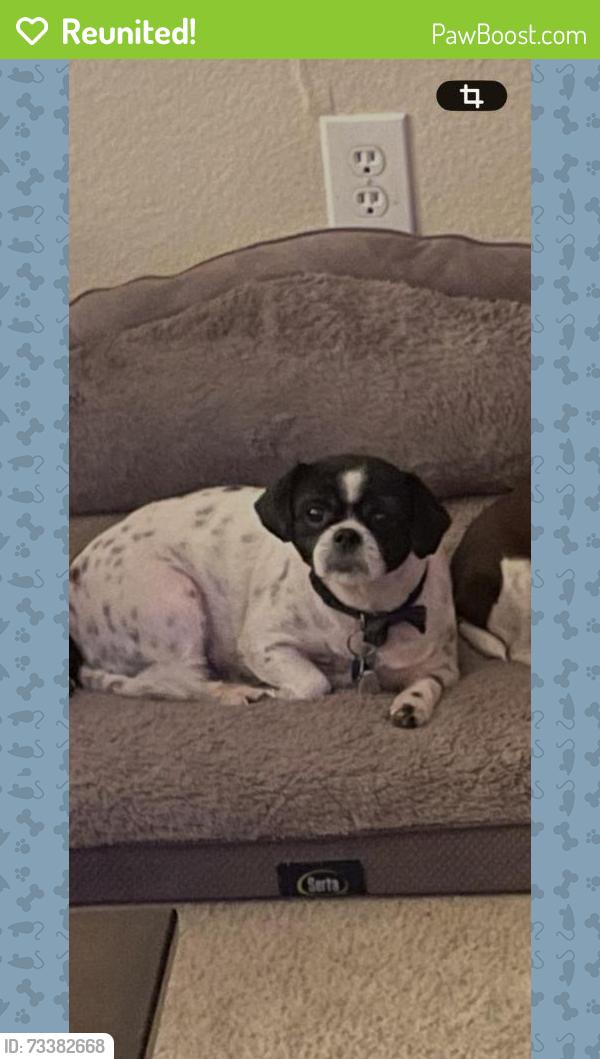 Reunited Female Dog last seen Autumn Park Ct, Fort Worth, TX 76140, USA, Fort Worth, TX 76140