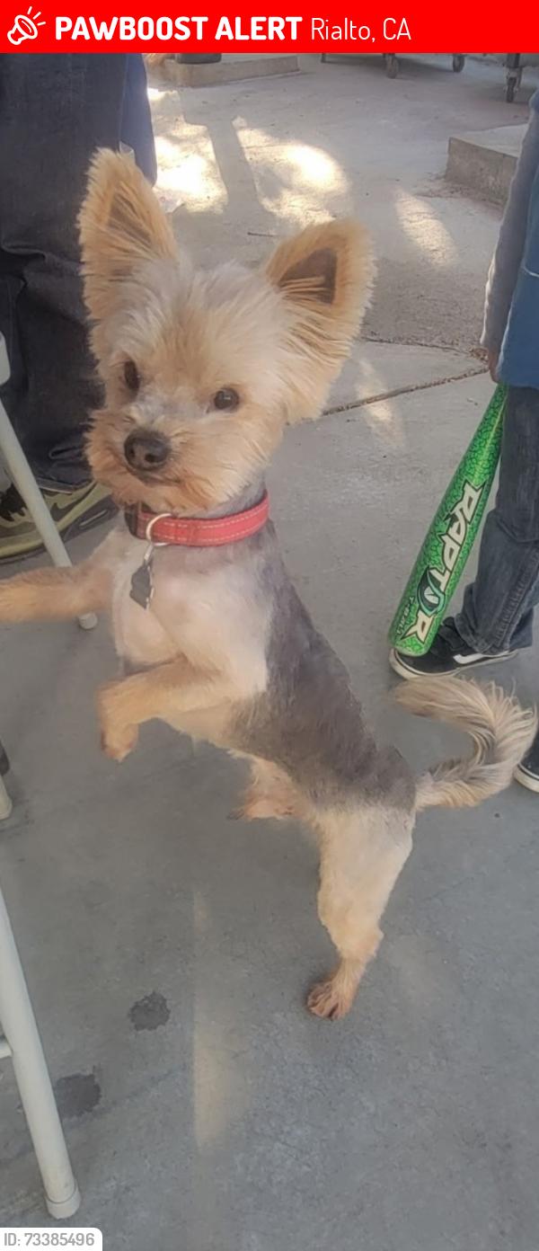 Lost Male Dog last seen In n out shopping center, Rialto Ca, Rialto, CA 92376