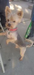 Lost Male Dog last seen In n out shopping center, Rialto Ca, Rialto, CA 92376