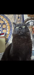 Lost Male Cat last seen Adelia St, Blaine, WA 98230