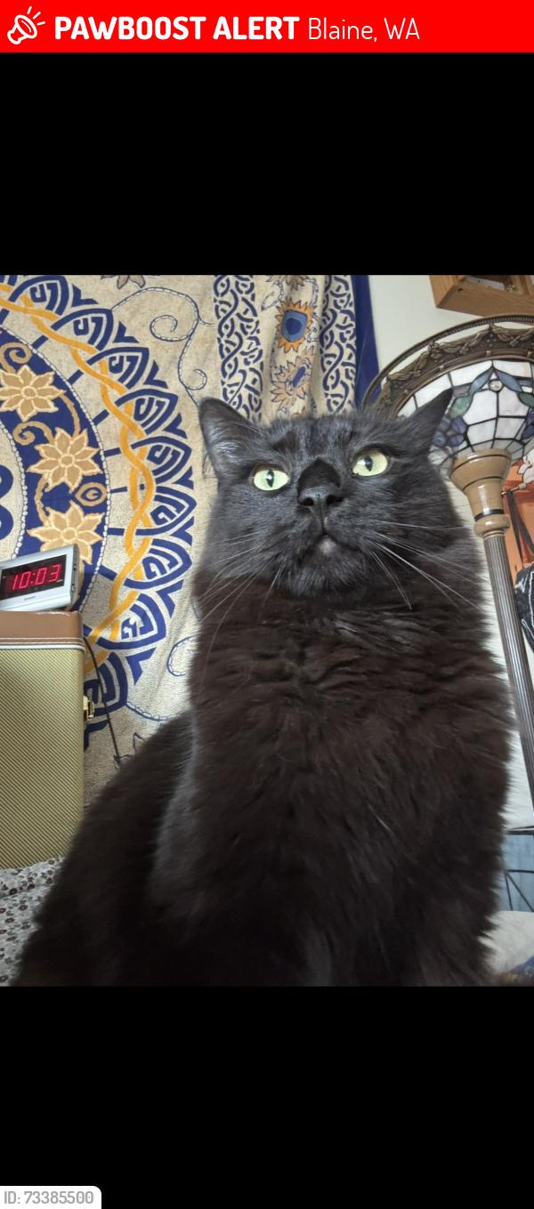 Lost Male Cat last seen Adelia St, Blaine, WA 98230