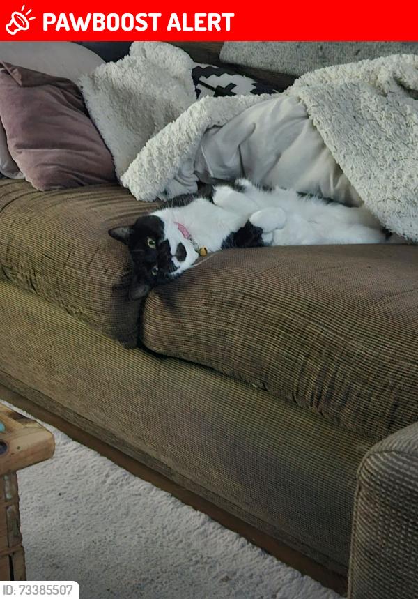 Lost Female Cat last seen Luxor street, Harehills, England LS8 5LA