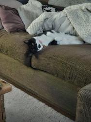 Lost Female Cat last seen Luxor street, Harehills, England LS8 5LA