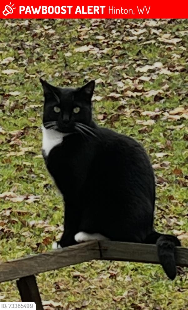 Lost Female Cat last seen Near the turnhole on 4-H Camp road, Hinton, WV 25951