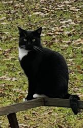 Lost Female Cat last seen Near the turnhole on 4-H Camp road, Hinton, WV 25951