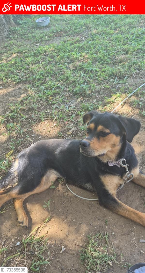 Lost Female Dog last seen Near roadwork of 820 and I-20, Fort Worth, TX 76119