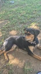 Lost Female Dog last seen Near roadwork of 820 and I-20, Fort Worth, TX 76119