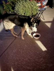 Found/Stray Male Dog last seen Target Burleson tx, Burleson, TX 76028